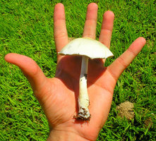 afarm1.static.flickr.com_216_486826504_fff789d241.jpg