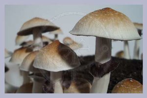 awww.mrcashop.org_mushroom_shop_images_psilocybe_cubensis_acadian_coast.jpg