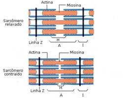 astatic.infoescola.com_wp_content_uploads_2009_12_contracao_muscular.jpg