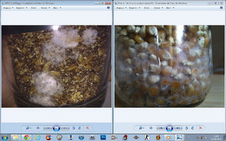 afarm3.static.flickr.com_2265_5818569884_b26c7e45aa_b.jpg