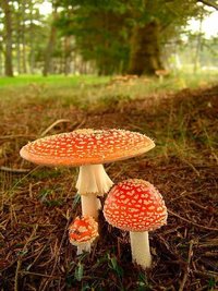 aimg26.imageshack.us_img26_8218_amanita1.jpg