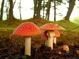 aimg7.imageshack.us_img7_1229_amanita2.jpg