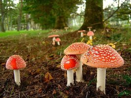 aimg836.imageshack.us_img836_1152_amanita3.jpg