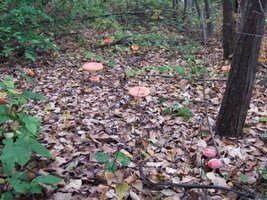 aimg228.imageshack.us_img228_7352_amanita4.jpg