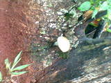 ai1213.photobucket.com_albums_cc479_Riickyjames_th_Foto0034.jpg