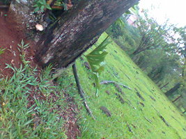 ai1213.photobucket.com_albums_cc479_Riickyjames_Foto0033.jpg