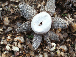 a2.bp.blogspot.com__iKVcn_dQ_Pk_TtlQj6UTJsI_AAAAAAAAAL4_b9TM07y_ueE_s320_Astraeus_Hygrometricus2.JPG