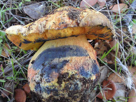 a4.bp.blogspot.com__wIWnOnIU87M_TteVfcqonCI_AAAAAAAAALg_maBFIzyjg_k_s320_caesareas_005.JPG