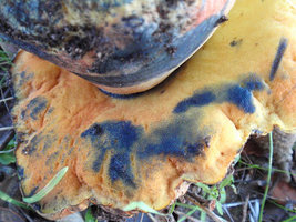a2.bp.blogspot.com__di7QHLzDFIk_TteVlYifeDI_AAAAAAAAALo_d2JuSCO5uS4_s320_caesareas_006.JPG