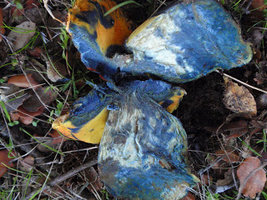 a4.bp.blogspot.com__oDkZV0nIlHk_TteVrpSt3rI_AAAAAAAAALw_Vaz4j0URwn4_s320_caesareas_007.JPG