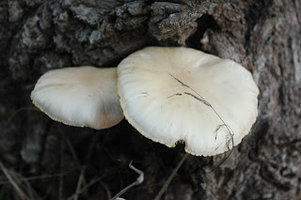 a3.bp.blogspot.com__45iP2lYcf8o_Ts10W7di9QI_AAAAAAAAALQ_aExbTMfc9182861b70992625c06d0e273abeae.jpg