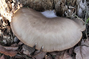 a3.bp.blogspot.com__fo4I_LLx20c_TrsRCca52RI_AAAAAAAAAKw_qL2h5QS3j8E_s320_pleuro_004.JPG