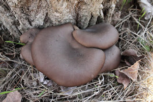 a4.bp.blogspot.com__vJGe8oX_D_M_TrsRHLTK3kI_AAAAAAAAAK4_QHNi0JI_hxw_s320_pleuro_002.JPG