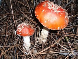 a1.bp.blogspot.com__gDdWvHoy5vw_TRE_heO9ndI_AAAAAAAAAJg_2jcX864_Mdg_s400_Amanita_muscaria.JPG