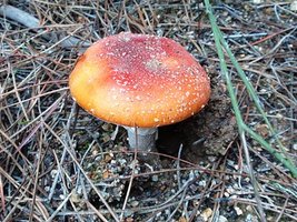 a4.bp.blogspot.com__gDdWvHoy5vw_TRE_9y9siII_AAAAAAAAAJk_hDC3FEdEX6k_s400_amanita_muscaria20.JPG