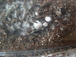awww.shroomery.org_images_25150_749126601_a6357.jpg