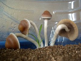 awww.shroomery.org_images_25150_749139201_a6902.jpg