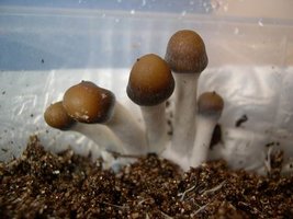 awww.shroomery.org_images_25150_749186446_6771.jpg