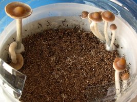 awww.shroomery.org_images_25150_749196962_6858.jpg