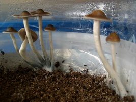 awww.shroomery.org_images_25150_749193155_6912.jpg