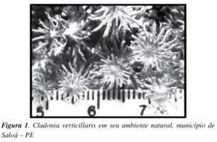 awww.scielo.br_img_revistas_qn_v30n5_a04fig01.gif