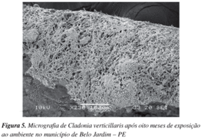 awww.scielo.br_img_revistas_qn_v30n5_a04fig05.gif