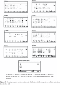 awww.scielo.br_img_revistas_qn_v30n5_a04fig1s.gif