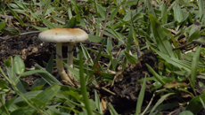 awww.farolcomunitario.com.br_img_2012_05_fungo.jpg