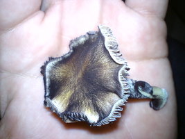 aimageshack.us_a_img96_3966_dsc01070jt.jpg