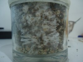 DSC03486 (2).JPG