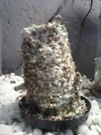 CAM00725.jpg