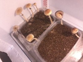 cogumelos maduros..jpg