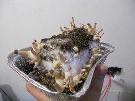 DSCN1126_up.JPG