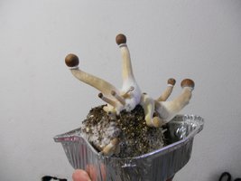 DSCN1127_up.JPG
