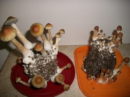 100_6146.JPG