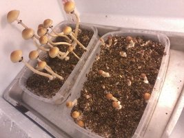 Flush 2 C.jpg