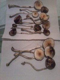frutos3.jpg