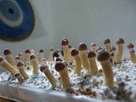 DSC03684.JPG