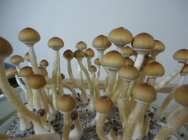 DSC03701.JPG