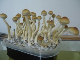 DSC03703.JPG