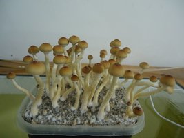 DSC03705.JPG