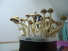 DSC03708.JPG
