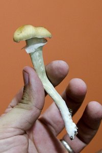 DSC_7203.JPG