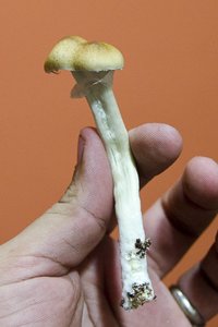 DSC_7204.JPG