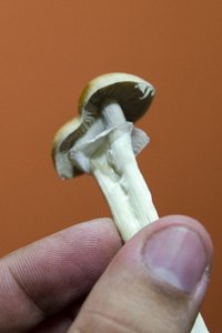 DSC_7206.JPG