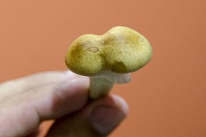 DSC_7207.JPG
