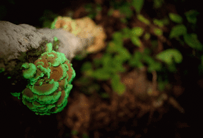 PanellusStipticus 005.gif