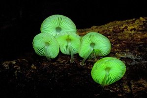 PanellusStipticus 006.jpg