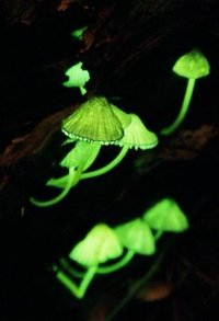 PanellusStipticus 008.jpg