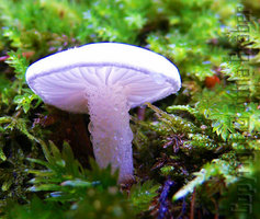 luminous fungus by atila-G.jpg